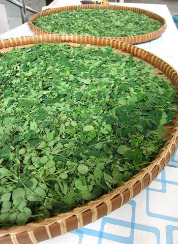 fresh moringa leaf